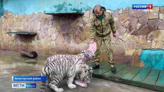 Бенгальские тигры из новых регионов адаптируются к новому дому в Крыму