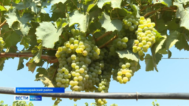 Крымские вина соревнуются за звание лучших