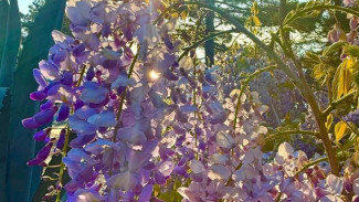 В Ялте цветёт глициния