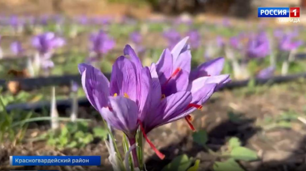 Как выращивают шафран в Крыму 