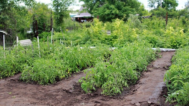 Садоводство перестало быть заработком для городских жителей в Крыму