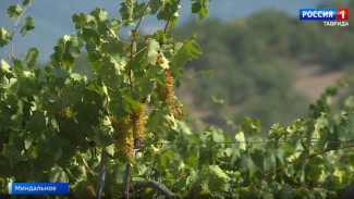 Первый в России виноград с геном из водорослей вырастили в Крыму