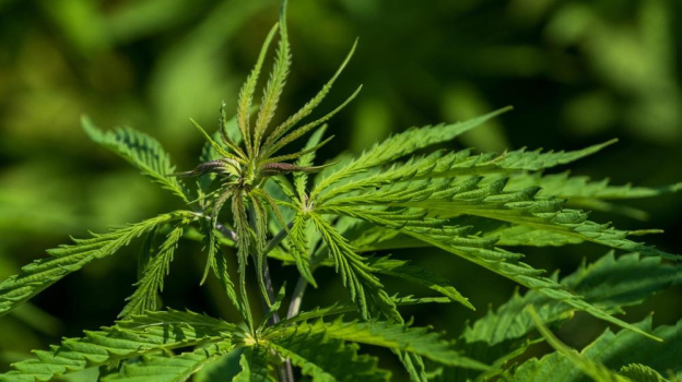 Крымчанин получил срок за сбыт каннабиса