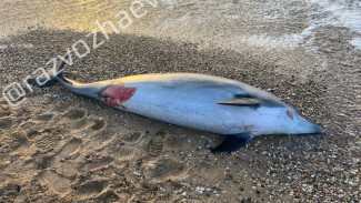 Мёртвого дельфина обнаружили на пляже в Севастополе