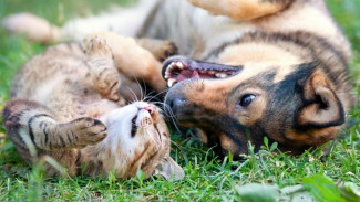 Самовыгул собак и кошек официально запретили в России
