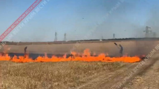  Обстановка на месте пожара между селами Дубки и Новозбурьевка 