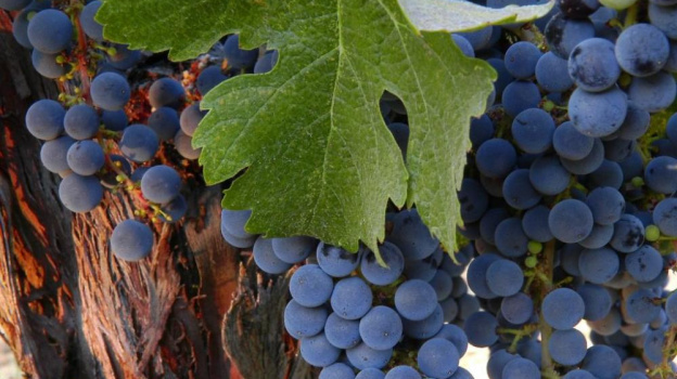 Крымские учёные предложили лечить последствия коронавируса концентратом винограда