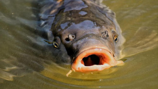 В Крыму возрождается крупнейшее рыбное хозяйство