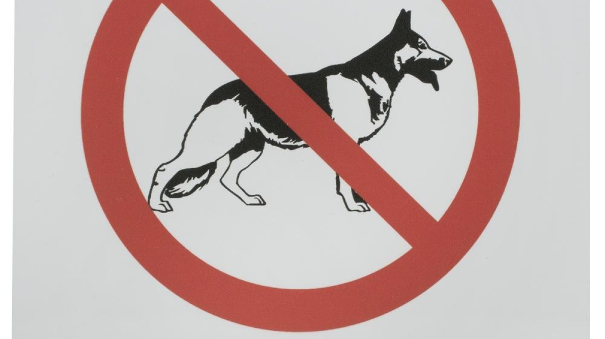 Самовыгул собак закон. Самовыгул собак. Штрафы за самовыгул собак 2024. Картинки самовыгул собак запрещен.