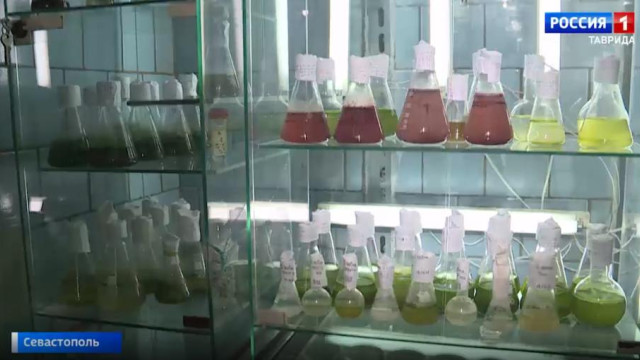 Учёные Крыма предлагают обогащать сыры и йогурты лечебными микроводорослями