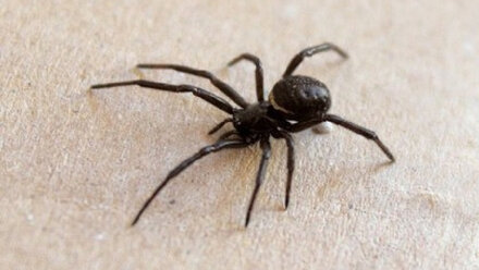 Не впавший в спячку крупный паук испугал жителей юго-востока Крыма