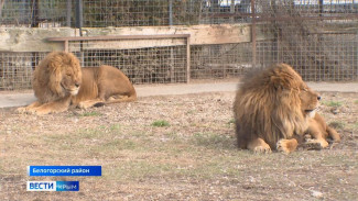 Животных из Донецка и Мариуполя приютили в крымском сафари-парке
