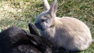 Программу развития кролиководства разработают в Крыму