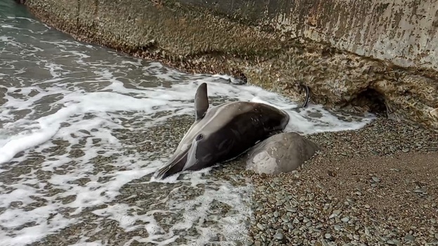 В Крыму в посёлке Утёс на берег выбросило мертвого дельфина