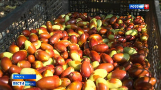 Первый урожай экзотического фрукта собирают в Крыму