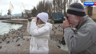 Волонтёры пересчитали водоплавающих птиц на озёрах Крыма 
