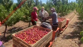 Крымские аграрии приступили к уборке нектарина