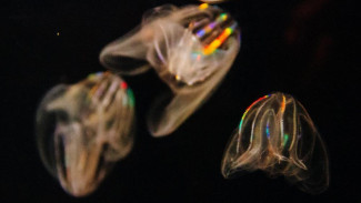 Новый тип медуз угрожает морским обитателям у берегов Крыма