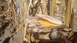 Сбор урожая кукурузы начался в Крыму