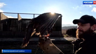 В Крыму волонтёры тренируют птиц для соколиной охоты