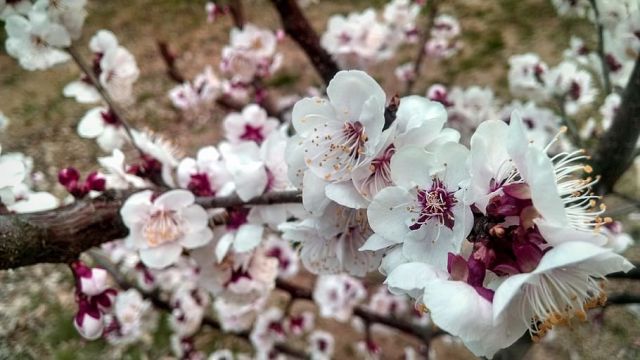 В Крыму не будет погодных качелей и снега в марте