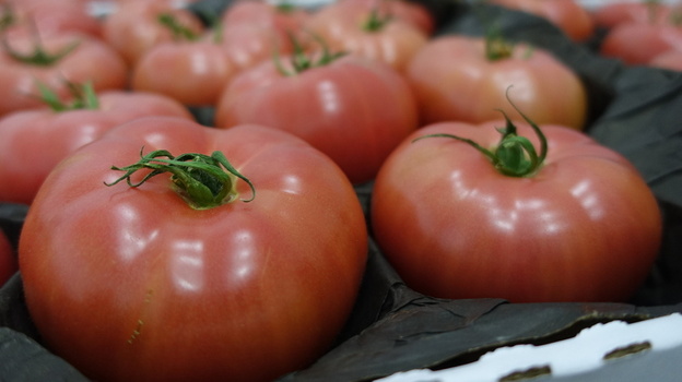 Урожайность помидоров в Крыму выросла на 250%