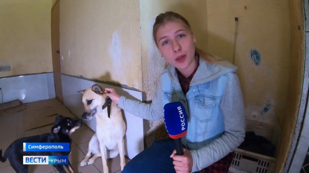 Собачьи приюты переполнены в Крыму