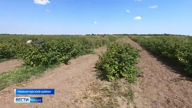Рекордный урожай малины планируют собрать в Крыму