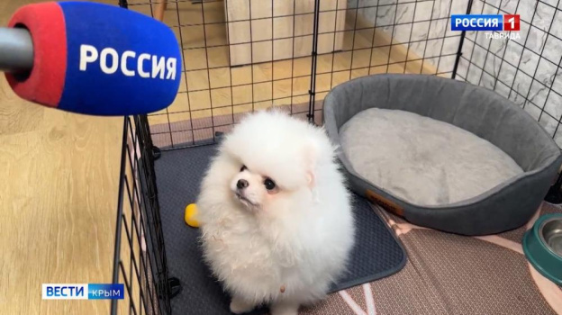 Школьник, которому Владимир Путин подарил собаку, начинает привыкать к совместной жизни с новым другом