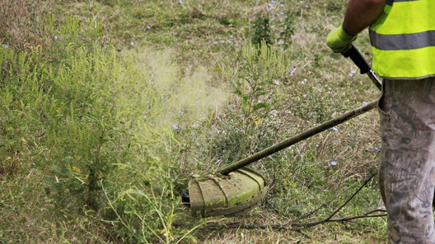 В Симферополе ведется борьба с аллергенным растением