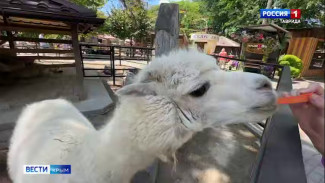 Новый имидж: в Бахчисарайском парке миниатюр стригут альпака