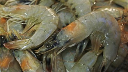 Крымчанина осудят за незаконную добычу креветки