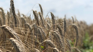 Более 300 тысяч гектаров зерновых убрали в Крыму (ВИДЕО)