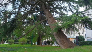 Четыре крымских дерева получили статус памятников природы