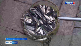 Как увеличить производство рыбы в Крыму: советы от учёного КФУ