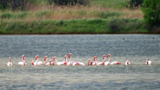 Розовые фламинго прилетели на Сакское озеро