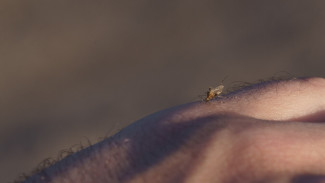 Обработка крымских водоемов от комаров может стать опасной - эксперт