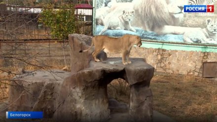 Как чувствуют себя животные, переехавшие в Крым из зоопарков Донбасса и Херсона
