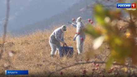 В Севастополе опровергли фейки о смерти кабанов от африканской чумы