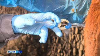 В Крыму начали прививать животных