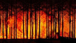Пожар уничтожил почти 3 га леса в Крыму