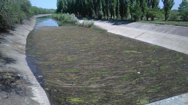 Перекрытие Северо-Крымского канала привело к вымиранию растений и птиц