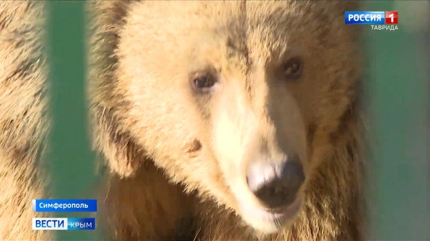 День рождения медведицы отметили в зооуголке Симферополя