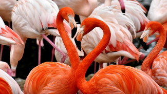 Розовые фламинго выбрали Крым для гнездования: ожидается первое поколение птенцов