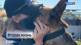 Шокирующая история произошла в Керчи — женщина бросила немецкую овчарку, привязав её к дорожному знаку