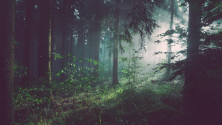 Грибник заблудился в крымском лесу