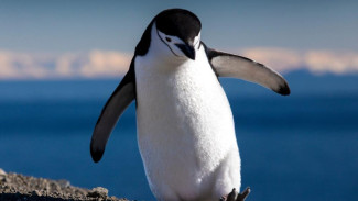 В Крым впервые привезли пингвинов из Южной Африки