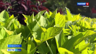 На экспозиции «Большая цветочная поляна» ботанического сада им. Багрова зацвело необычное растение