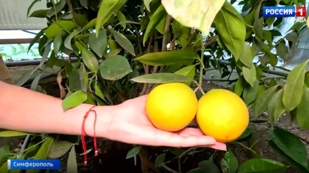 Тропический сад в Симферополе: житель Крыма выращивает бананы, апельсины и манго
