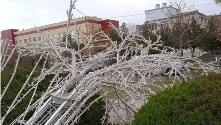 Световые деревья вернутся на улицы Евпатории после ремонта